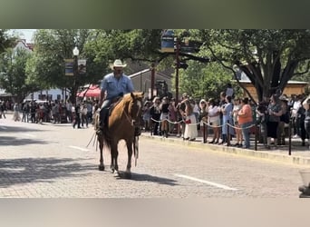 American Quarter Horse, Wałach, 10 lat, 155 cm, Kasztanowatodereszowata