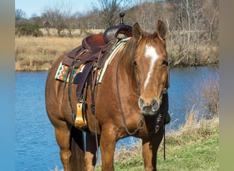 American Quarter Horse, Wałach, 10 lat, 155 cm, Kasztanowatodereszowata