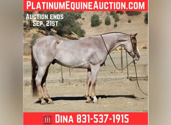 American Quarter Horse, Wałach, 10 lat, 155 cm, Kasztanowatodereszowata