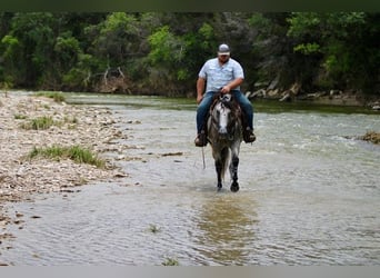 American Quarter Horse, Wałach, 10 lat, 155 cm, Siwa