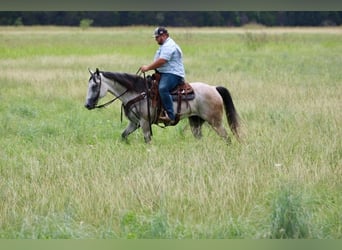 American Quarter Horse, Wałach, 10 lat, 155 cm, Siwa