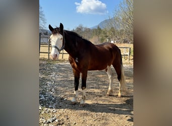 American Quarter Horse Mix, Wałach, 10 lat, 155 cm, Srokata