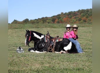 American Quarter Horse, Wałach, 10 lat, 155 cm, Tobiano wszelkich maści