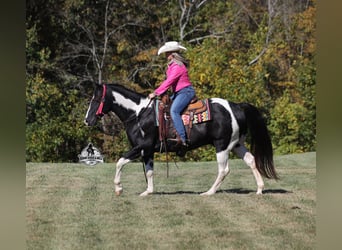 American Quarter Horse, Wałach, 10 lat, 155 cm, Tobiano wszelkich maści