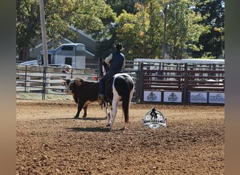 American Quarter Horse, Wałach, 10 lat, 155 cm, Tobiano wszelkich maści