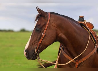 American Quarter Horse, Wałach, 10 lat, 157 cm, Ciemnokasztanowata