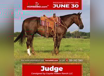 American Quarter Horse, Wałach, 10 lat, 157 cm, Ciemnokasztanowata