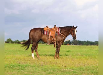American Quarter Horse, Wałach, 10 lat, 157 cm, Ciemnokasztanowata