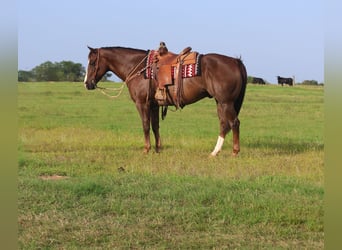 American Quarter Horse, Wałach, 10 lat, 157 cm, Ciemnokasztanowata