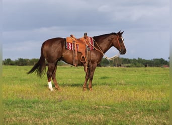 American Quarter Horse, Wałach, 10 lat, 157 cm, Ciemnokasztanowata