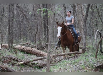 American Quarter Horse, Wałach, 10 lat, 157 cm, Cisawa