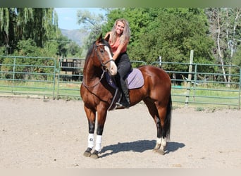 American Quarter Horse, Wałach, 10 lat, 157 cm, Gniada