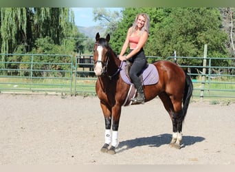 American Quarter Horse, Wałach, 10 lat, 157 cm, Gniada