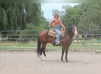 American Quarter Horse, Wałach, 10 lat, 157 cm, Gniada