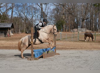 American Quarter Horse, Wałach, 10 lat, 157 cm, Izabelowata