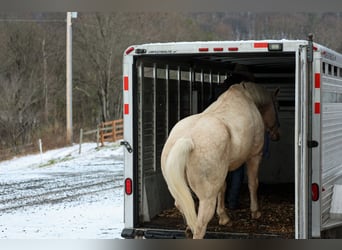 American Quarter Horse, Wałach, 10 lat, 157 cm, Izabelowata