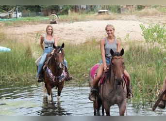 American Quarter Horse, Wałach, 10 lat, 157 cm, Srokata