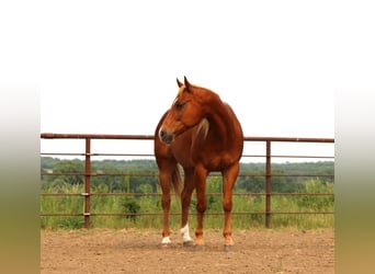 American Quarter Horse Mix, Wałach, 10 lat, 160 cm, Cisawa