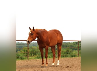 American Quarter Horse Mix, Wałach, 10 lat, 160 cm, Cisawa