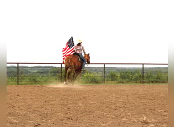American Quarter Horse Mix, Wałach, 10 lat, 160 cm, Cisawa
