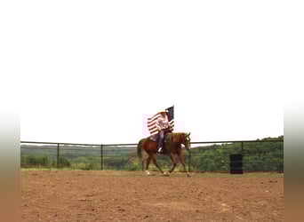American Quarter Horse Mix, Wałach, 10 lat, 160 cm, Cisawa