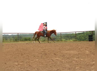 American Quarter Horse Mix, Wałach, 10 lat, 160 cm, Cisawa