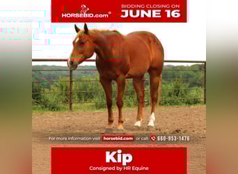 American Quarter Horse Mix, Wałach, 10 lat, 160 cm, Cisawa