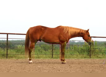 American Quarter Horse Mix, Wałach, 10 lat, 160 cm, Cisawa