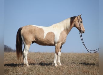 American Quarter Horse, Wałach, 10 lat, 160 cm, Jelenia