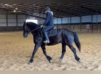 American Quarter Horse, Wałach, 10 lat, 160 cm, Kara