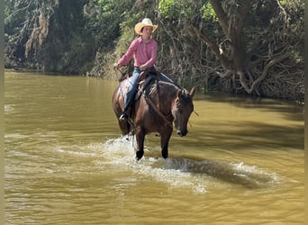 American Quarter Horse, Wałach, 10 lat, 163 cm, Cisawa