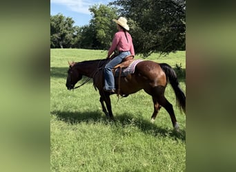 American Quarter Horse, Wałach, 10 lat, 163 cm, Cisawa