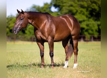 American Quarter Horse, Wałach, 10 lat, 163 cm, Cisawa