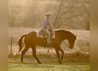 American Quarter Horse, Wałach, 10 lat, 163 cm, Gniada