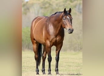 American Quarter Horse, Wałach, 10 lat, 163 cm, Gniada