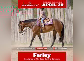 American Quarter Horse, Wałach, 10 lat, 163 cm, Gniada