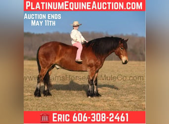 American Quarter Horse, Wałach, 10 lat, 163 cm, Gniada
