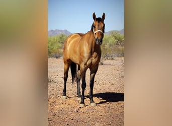 American Quarter Horse, Wałach, 10 lat, 163 cm, Jelenia