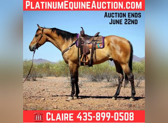 American Quarter Horse, Wałach, 10 lat, 163 cm, Jelenia