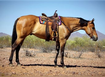 American Quarter Horse, Wałach, 10 lat, 163 cm, Jelenia