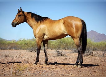 American Quarter Horse, Wałach, 10 lat, 163 cm, Jelenia