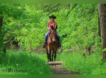 American Quarter Horse, Wałach, 10 lat, 165 cm, Gniada
