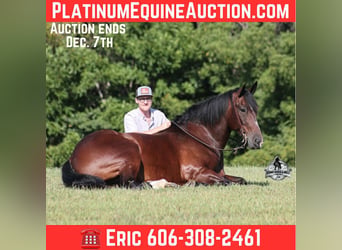 American Quarter Horse, Wałach, 10 lat, 168 cm, Gniada