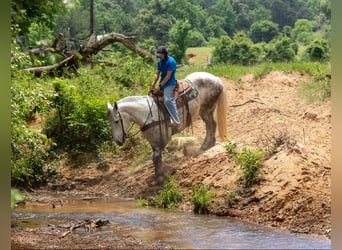 American Quarter Horse, Wałach, 10 lat, 168 cm, Siwa