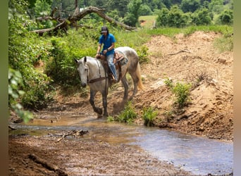 American Quarter Horse, Wałach, 10 lat, 168 cm, Siwa