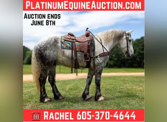 American Quarter Horse, Wałach, 10 lat, 168 cm, Siwa