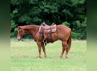 American Quarter Horse, Wałach, 10 lat, Cisawa