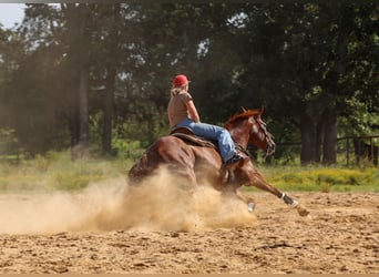 American Quarter Horse, Wałach, 10 lat, Cisawa