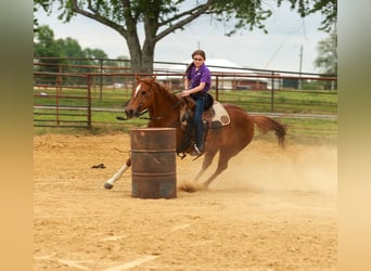 American Quarter Horse, Wałach, 10 lat, Cisawa