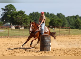 American Quarter Horse, Wałach, 10 lat, Cisawa